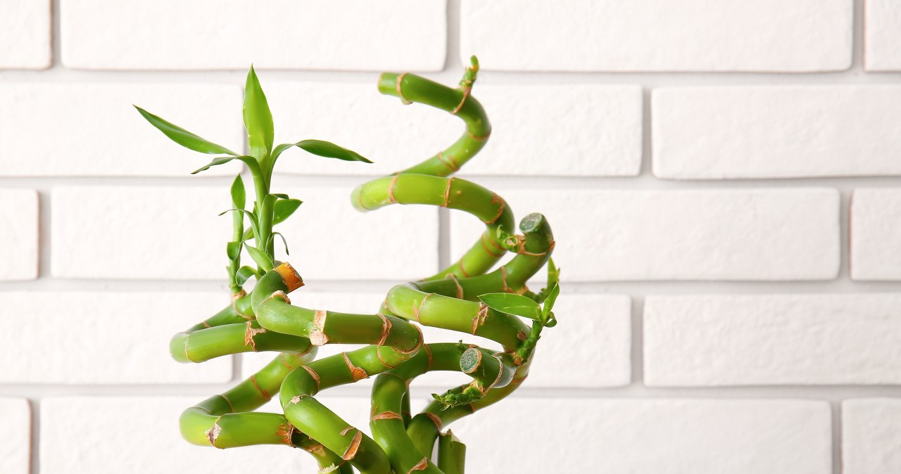 Not just money. This plant also attracts wealth and good luck