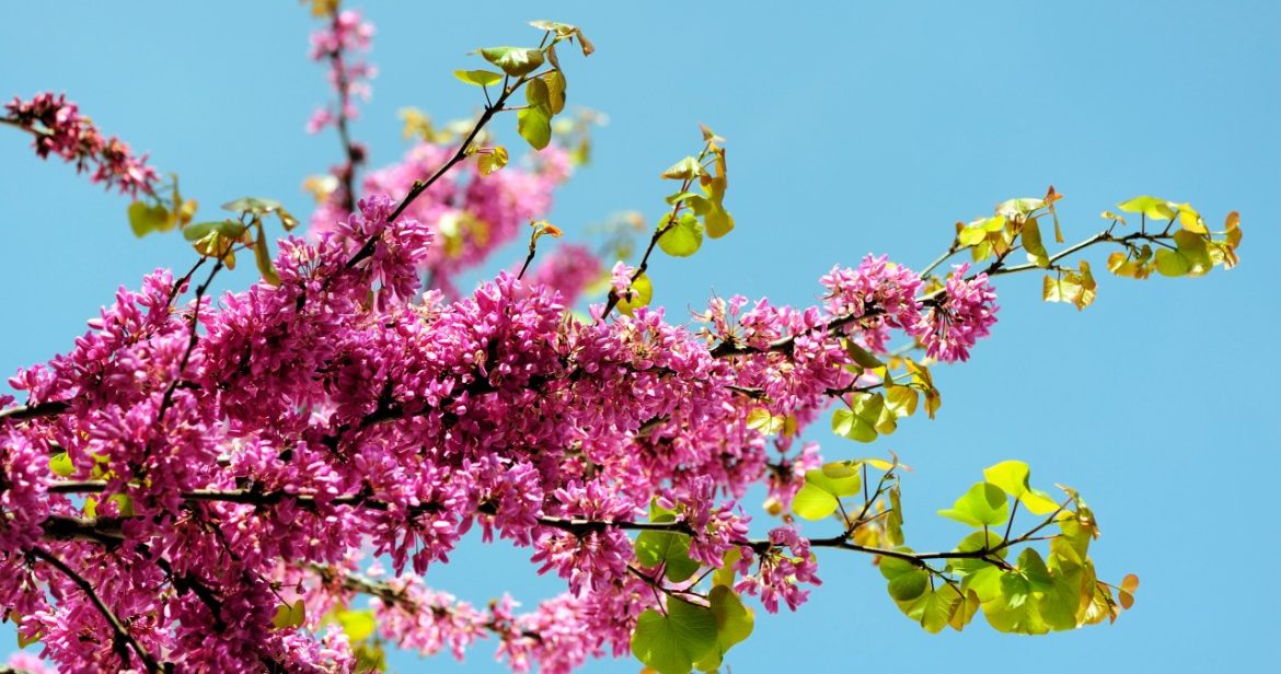 Plant it in your garden and your neighbors will envy Plant it in your garden and your neighbors will envy you. It enjoys colors almost all year round