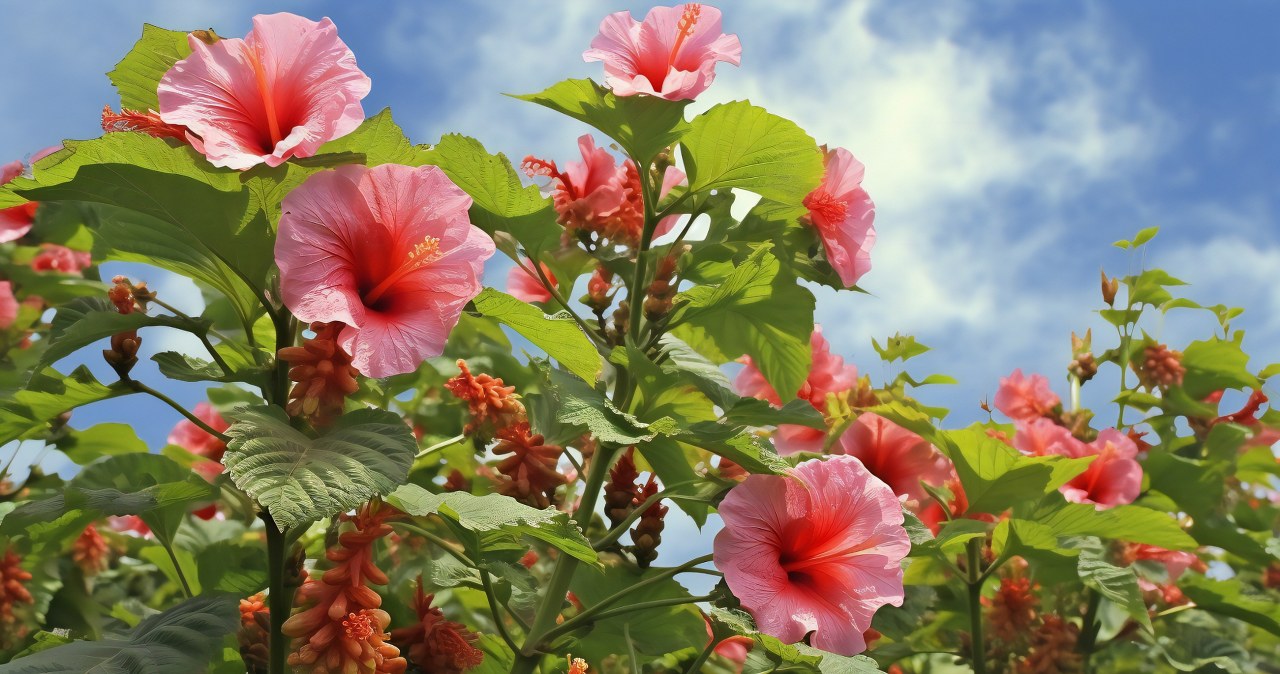 Even more beautiful than a rose. It pleases the eye in the garden and in the apartment