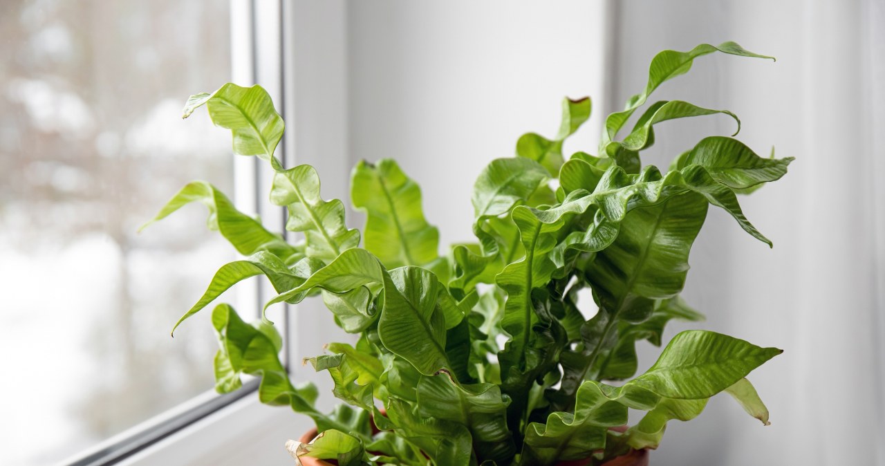 Prettier than a fern and more fashionable than a monstera. This plant conquers interiors
