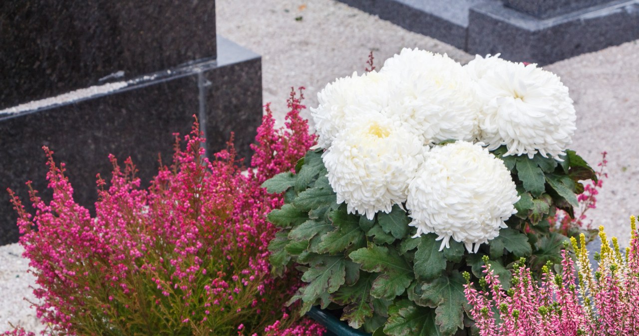 You don't have to buy chrysanthemums. These plants are equally beautiful and even more durable