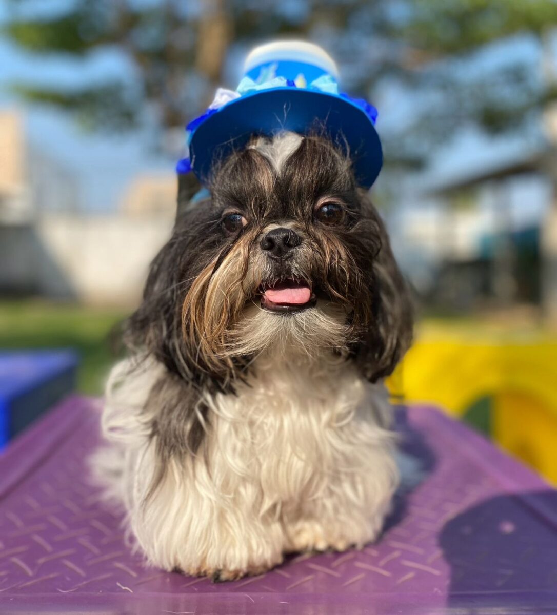Company promotes 'Crazy Hair Day' and encourages owners and pets with creative hairstyles