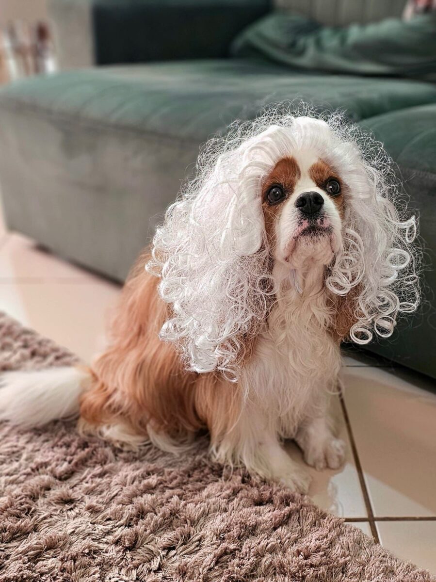 Company promotes 'Crazy Hair Day' and encourages owners and pets with creative hairstyles