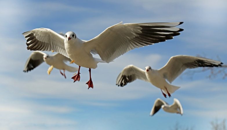 Study reveals birds' favorite type of car to drop feces