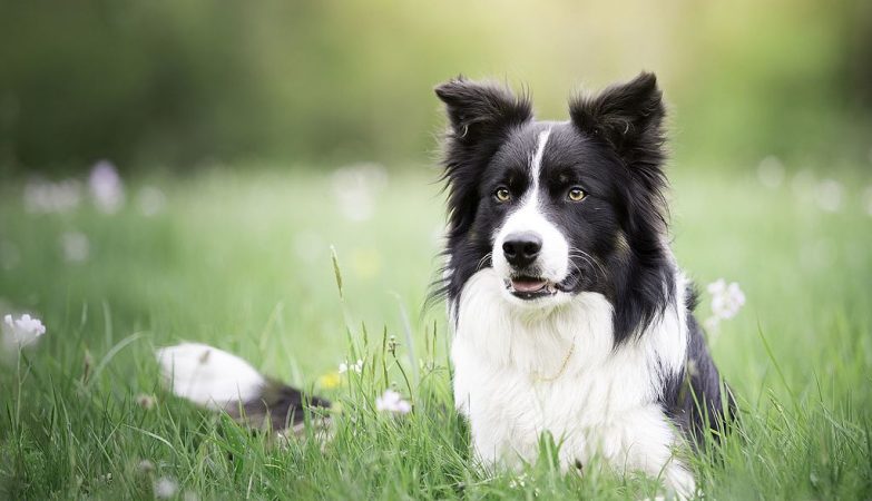 Overdated dogs reveal linguistic skills hitherto considered exclusive to humans
