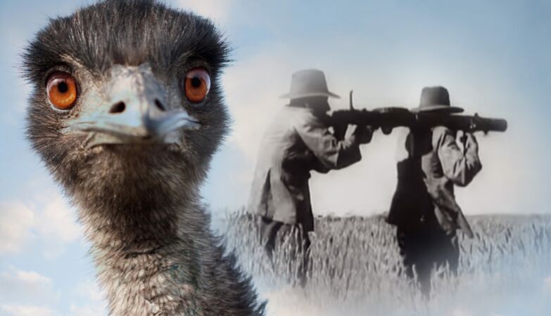 The Emu War: how these flightless birds defeated Australia's army