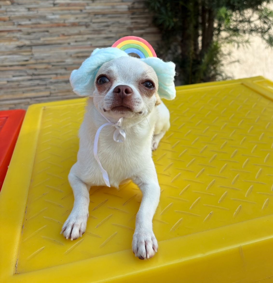 Company promotes 'Crazy Hair Day' and encourages owners and pets with creative hairstyles