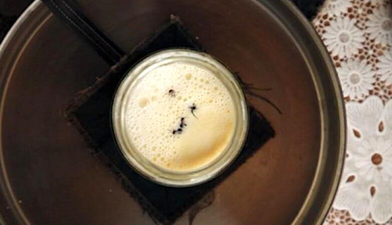 Ant yogurt. The recipe has centuries (and is delicious)