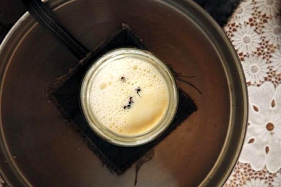 Ant yogurt. The recipe has centuries (and is delicious)