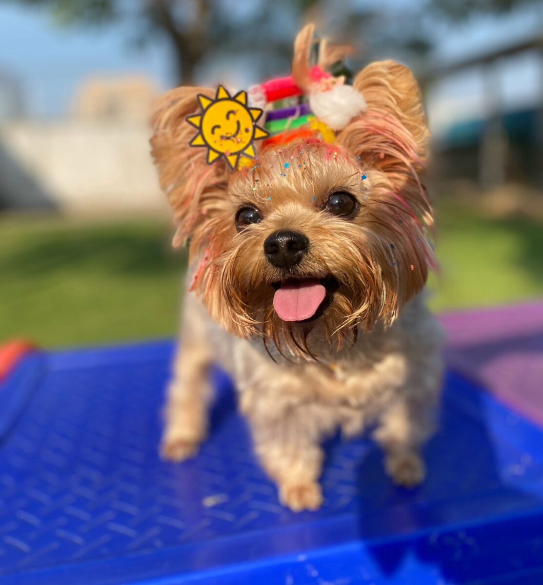 Company promotes 'Crazy Hair Day' and encourages owners and pets with creative hairstyles