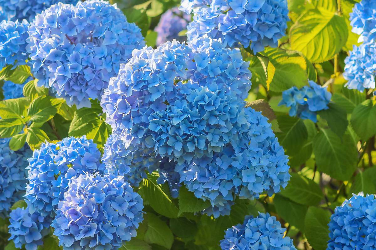 Blue hydrangeas