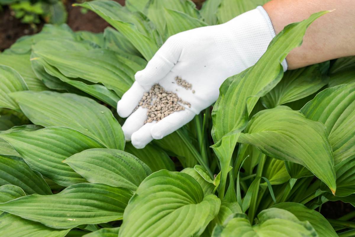 Hosta, fertilization