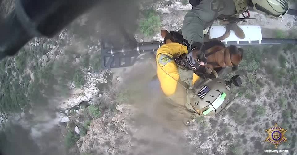 Unusual rescue: injured dog removed from helicopter after crash in Arizona