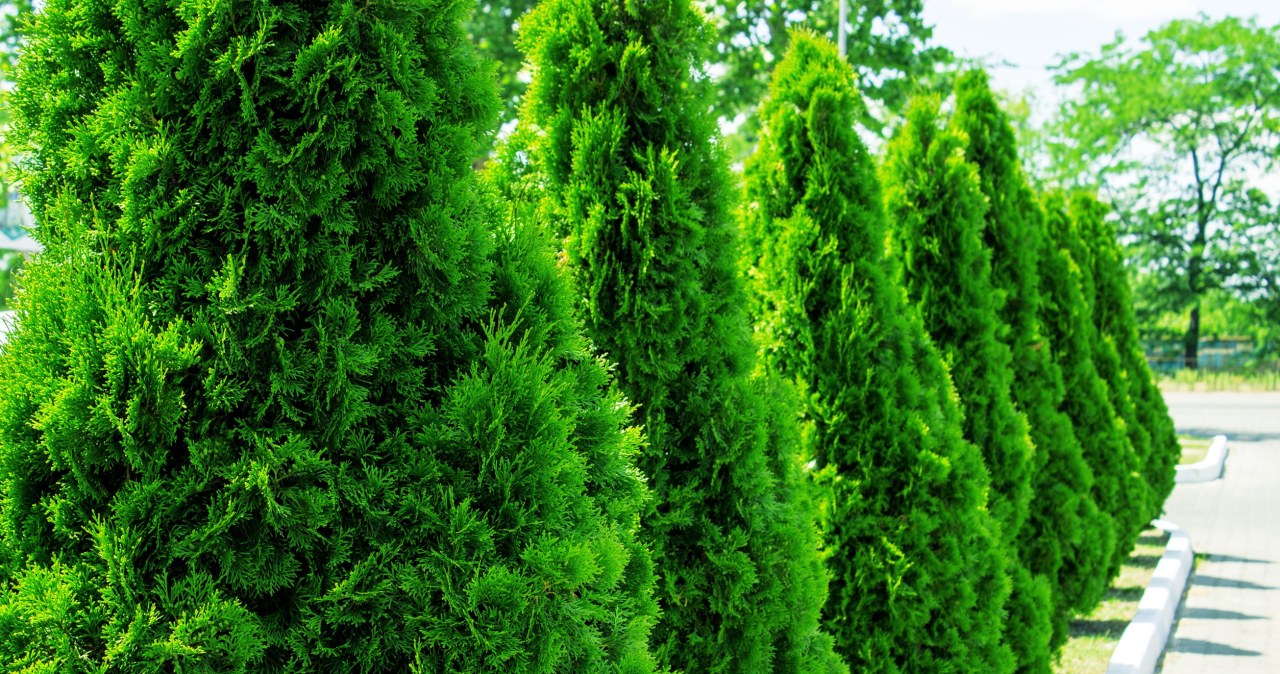 Thujas still need our care in autumn /123RF/PICSEL