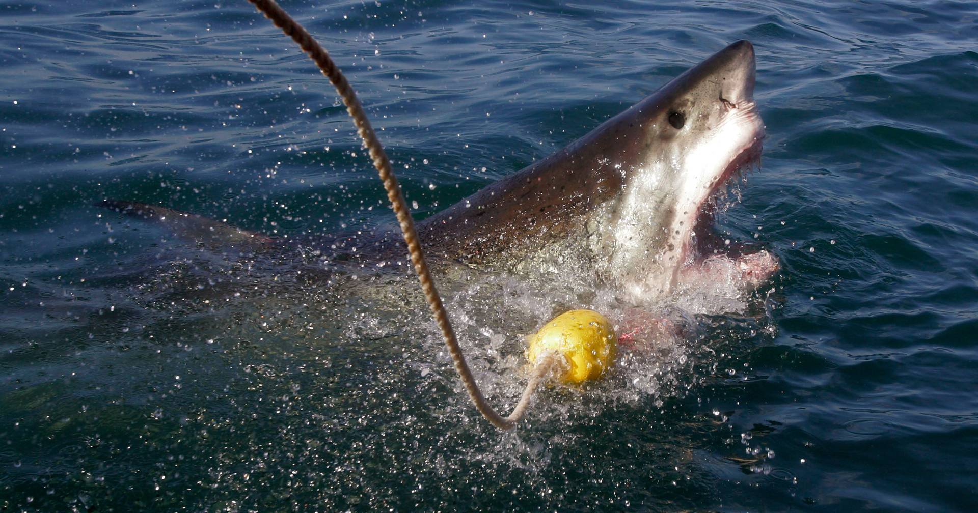 There are wetsuits that can resist shark bites