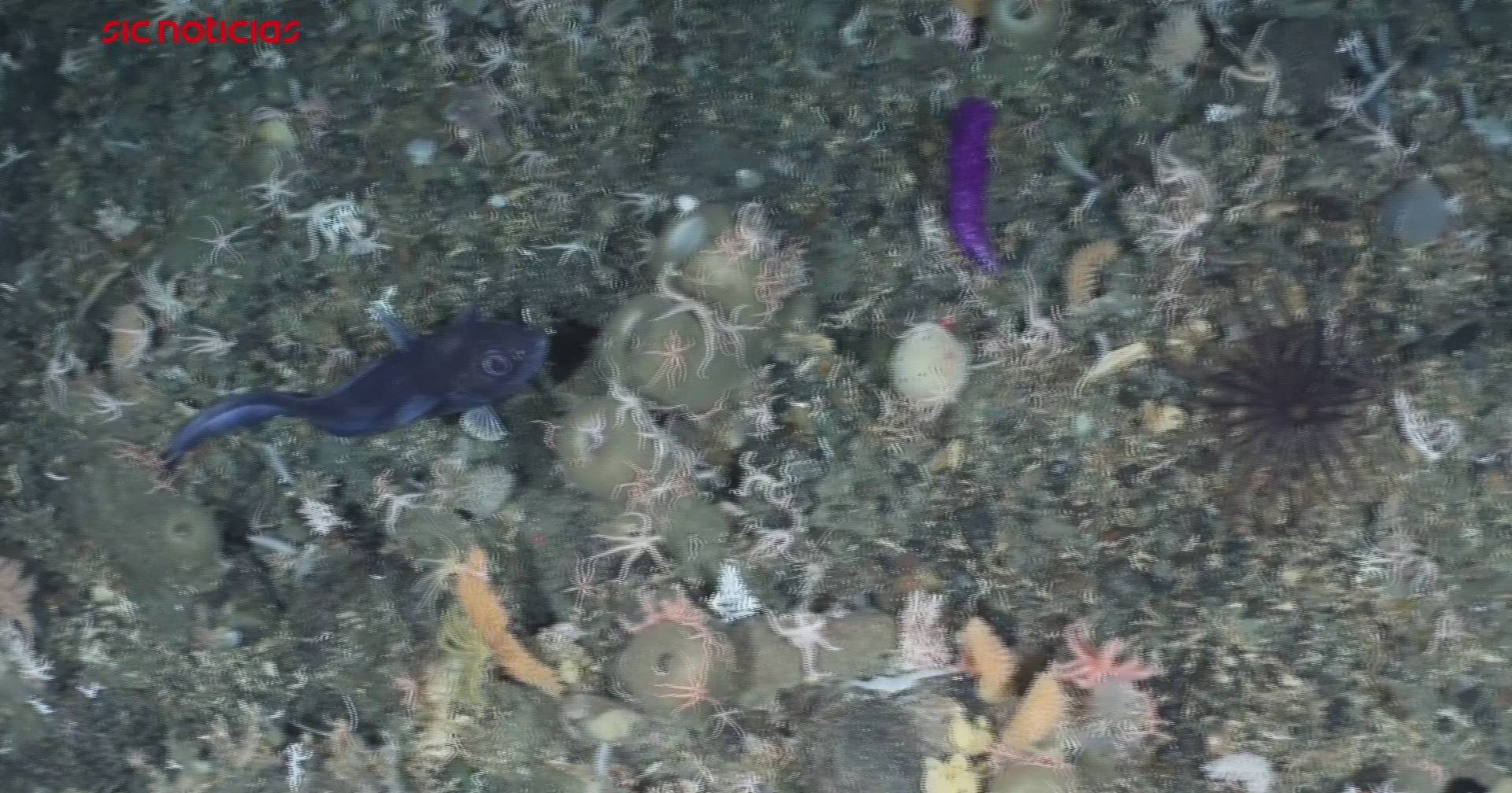 Unknown creatures emerge from the bottom of the Atártida sea with the help of artificial intelligence