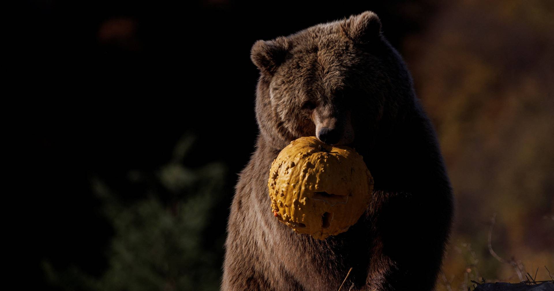 Halloween at the refuge: rescued bears feast on pumpkins and chestnuts