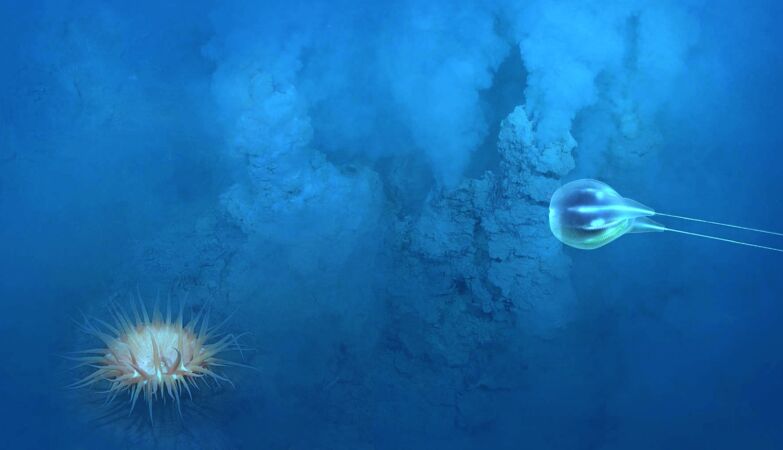 Scientific expedition identified 20 new species for Recife do Algarve