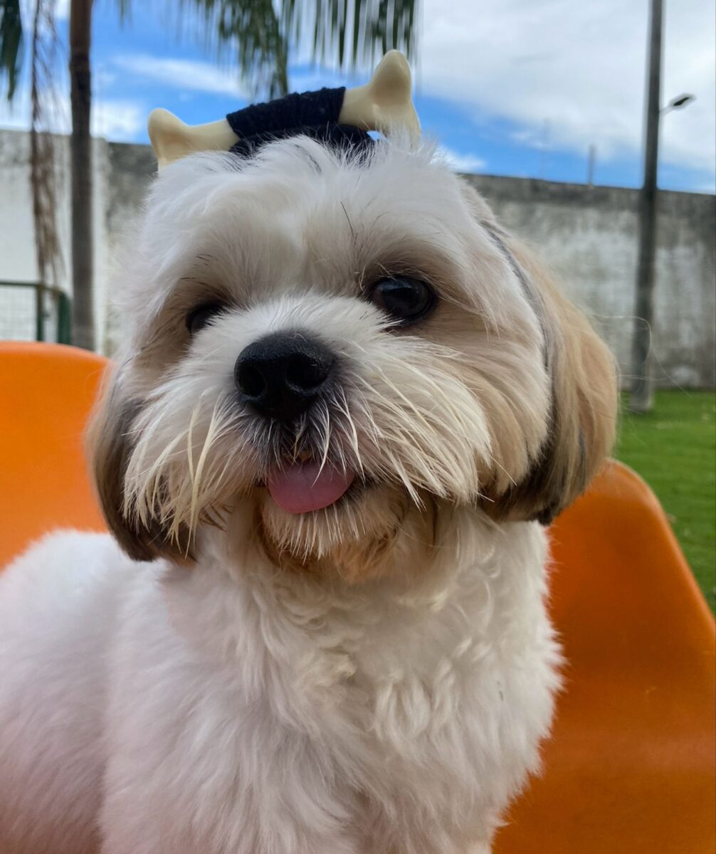 Company promotes 'Crazy Hair Day' and encourages owners and pets with creative hairstyles