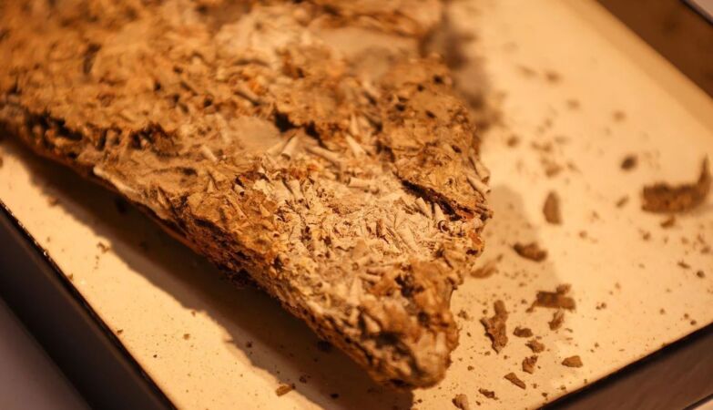 The strange 540 million year old fossil that is shaking history