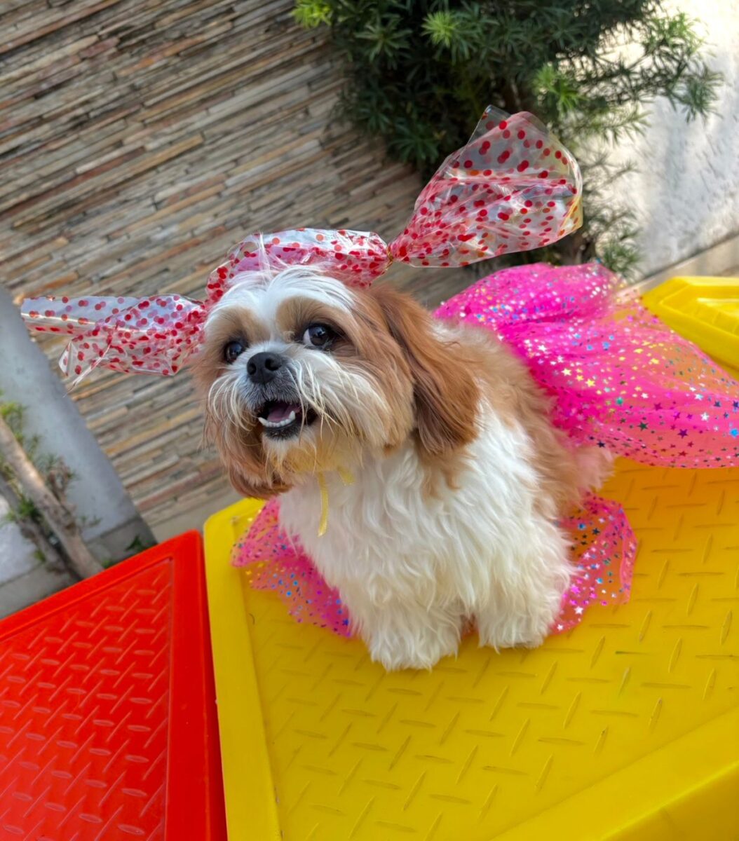 Company promotes 'Crazy Hair Day' and encourages owners and pets with creative hairstyles