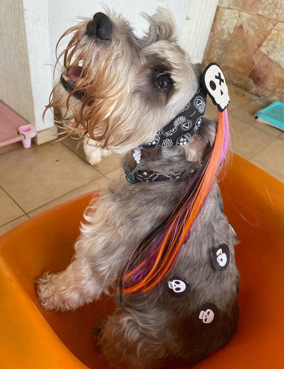 Company promotes 'Crazy Hair Day' and encourages owners and pets with creative hairstyles