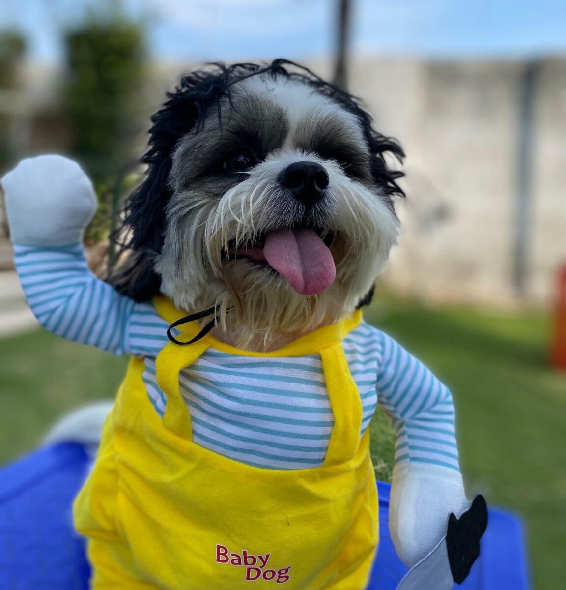 Company promotes 'Crazy Hair Day' and encourages owners and pets with creative hairstyles