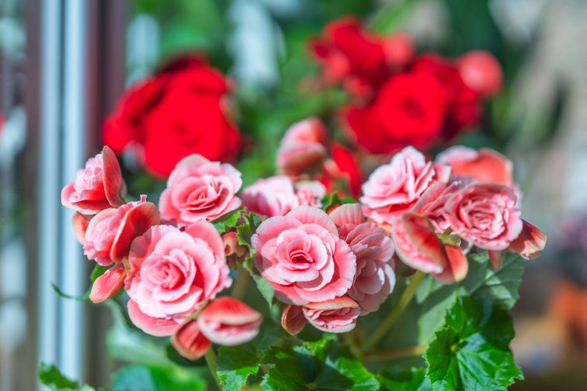 Red and pink begonias