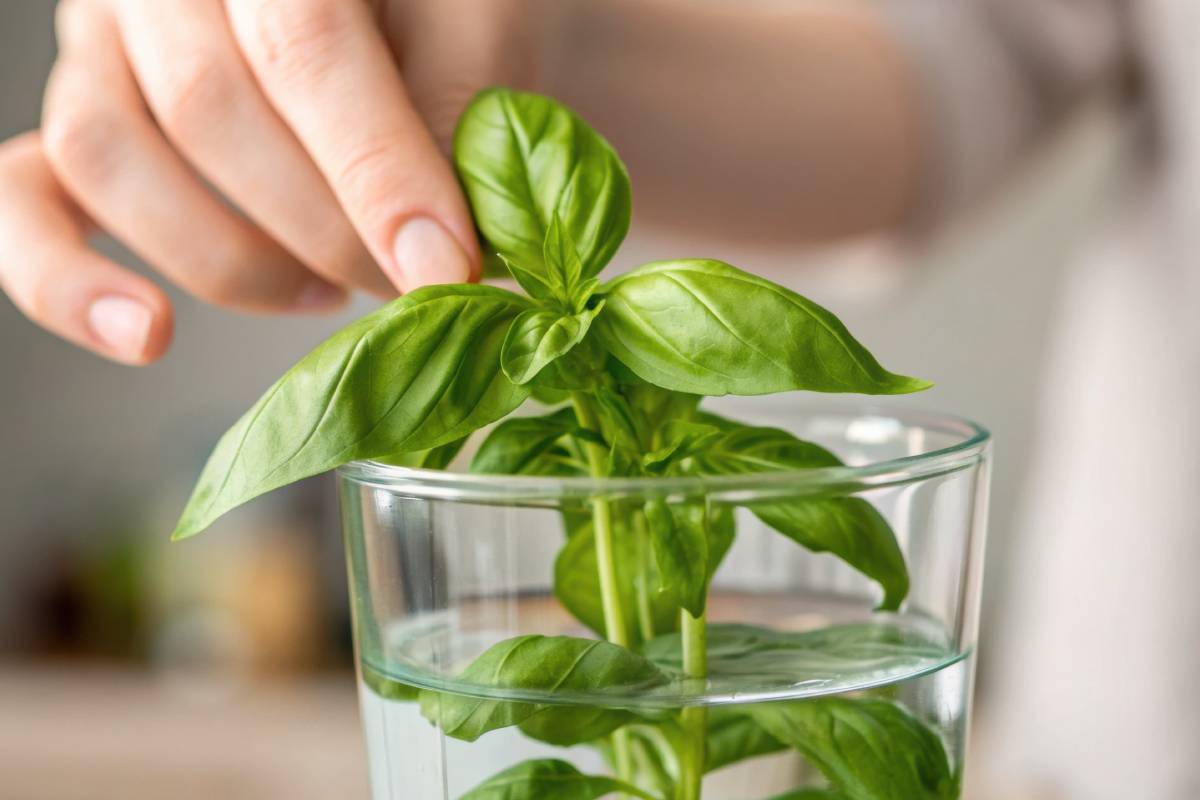 Basil tale: propagation of balcony basil