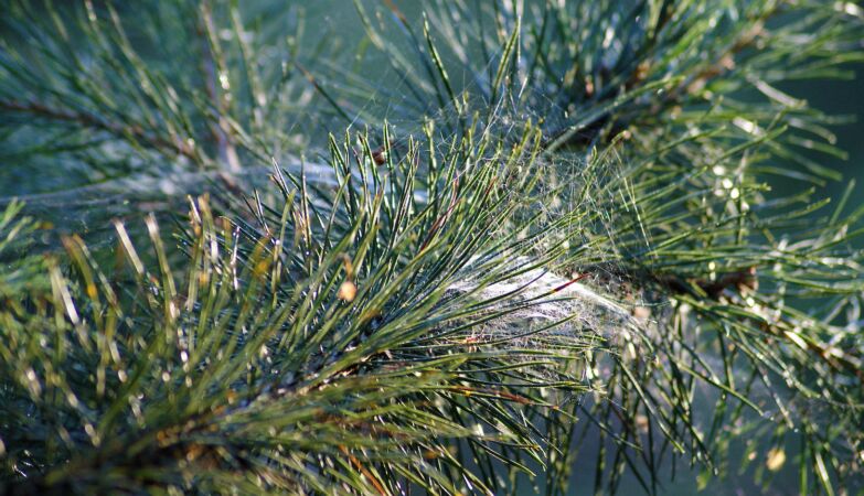 After all the money is born even from trees