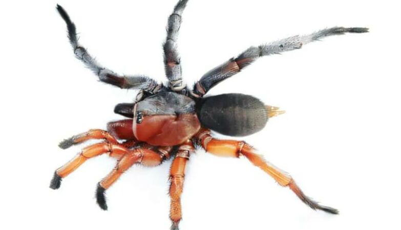 “Frankenstein” spider discovered that is half male and half female