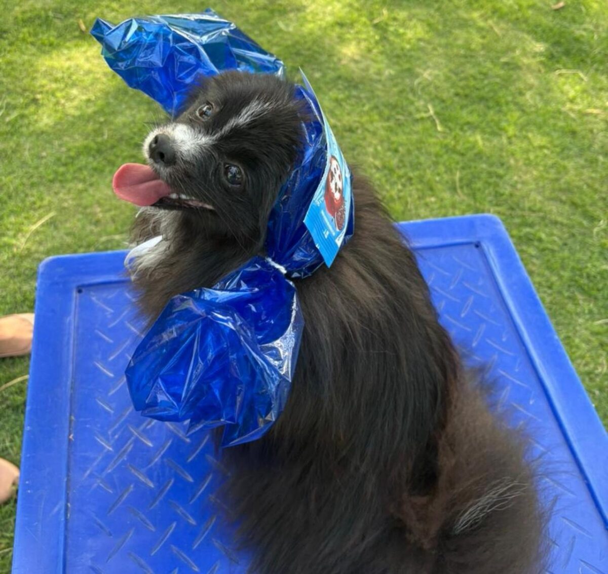 Company promotes 'Crazy Hair Day' and encourages owners and pets with creative hairstyles
