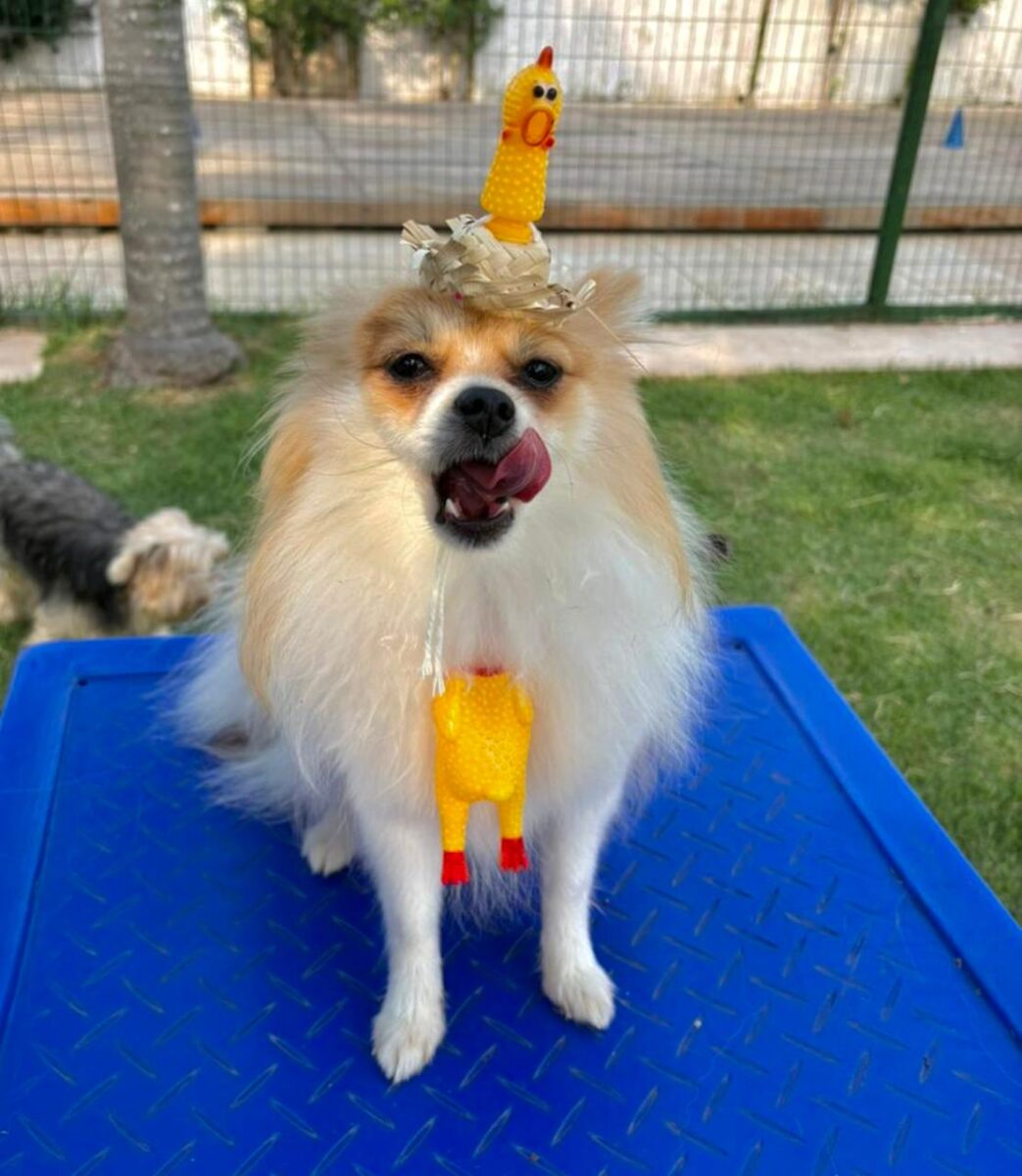 Company promotes 'Crazy Hair Day' and encourages owners and pets with creative hairstyles