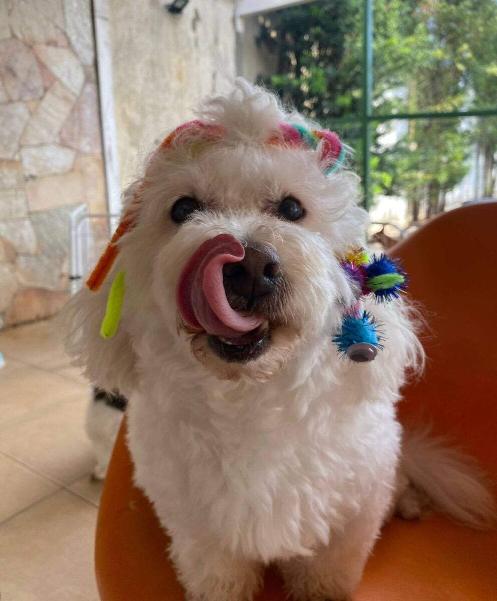 Company promotes 'Crazy Hair Day' and encourages owners and pets with creative hairstyles