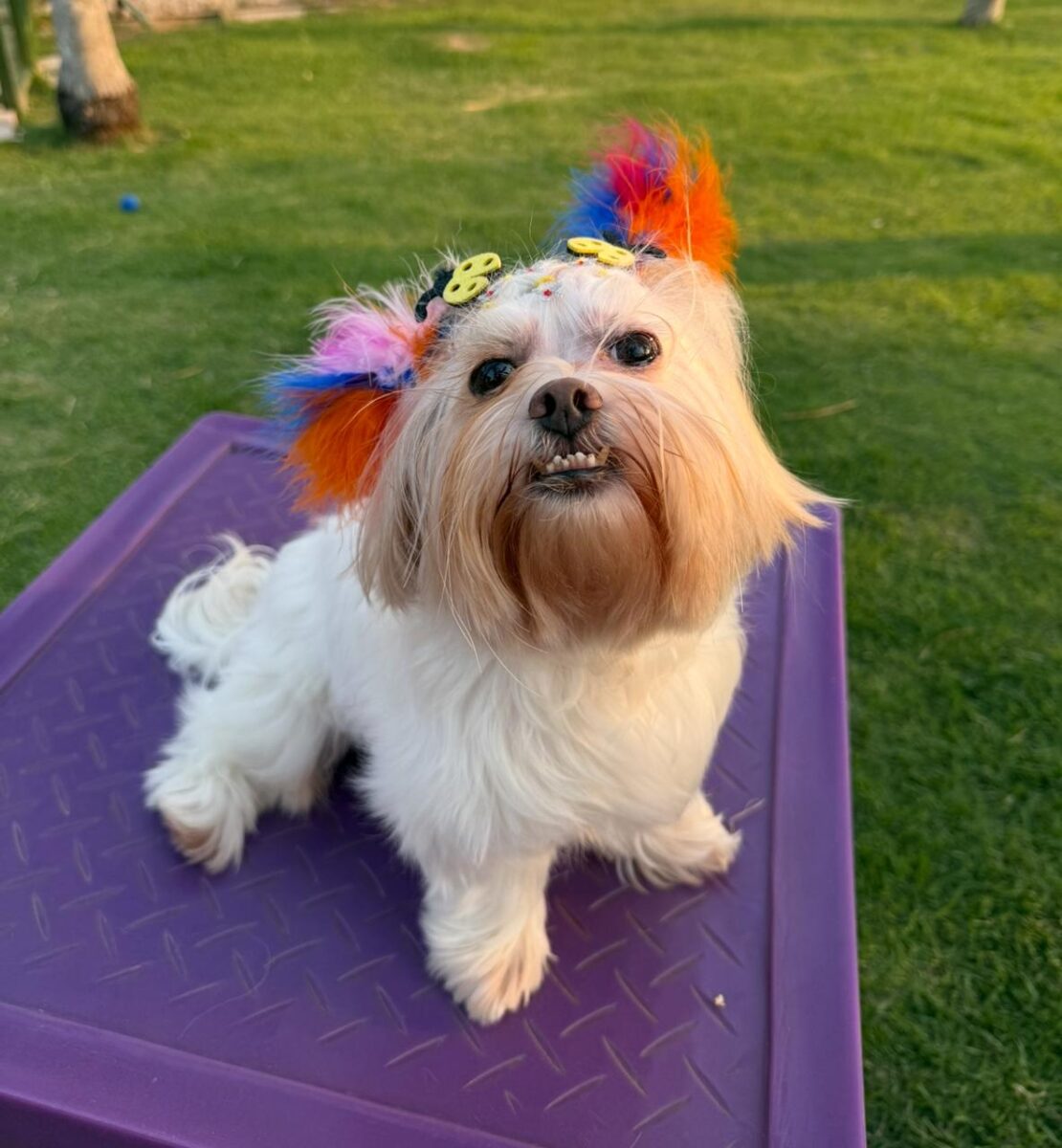 Company promotes 'Crazy Hair Day' and encourages owners and pets with creative hairstyles