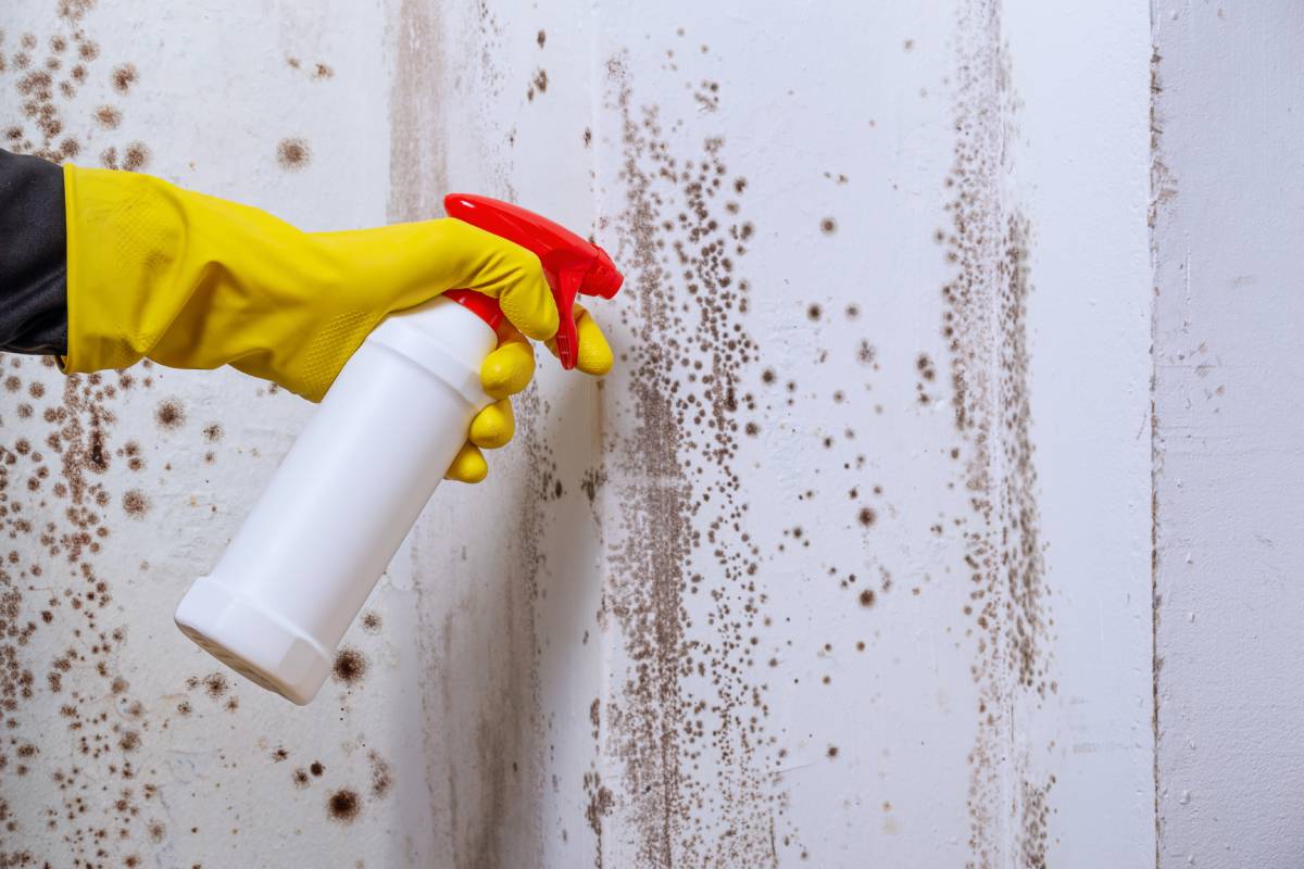 anti-mold product on the wall