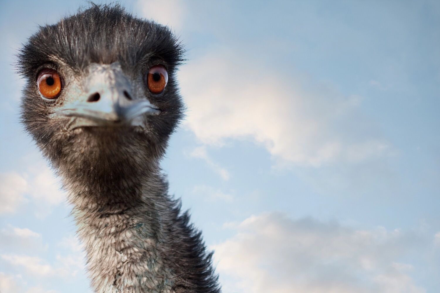 The Emu War: how these flightless birds defeated Australia's army