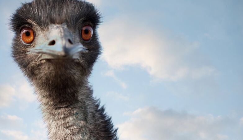 The Emu War: how these flightless birds defeated Australia's army