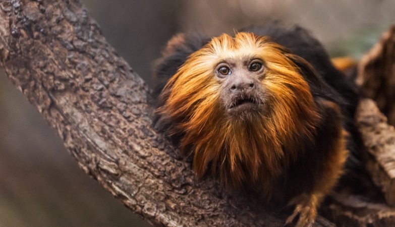 Species extinction is becoming extinct