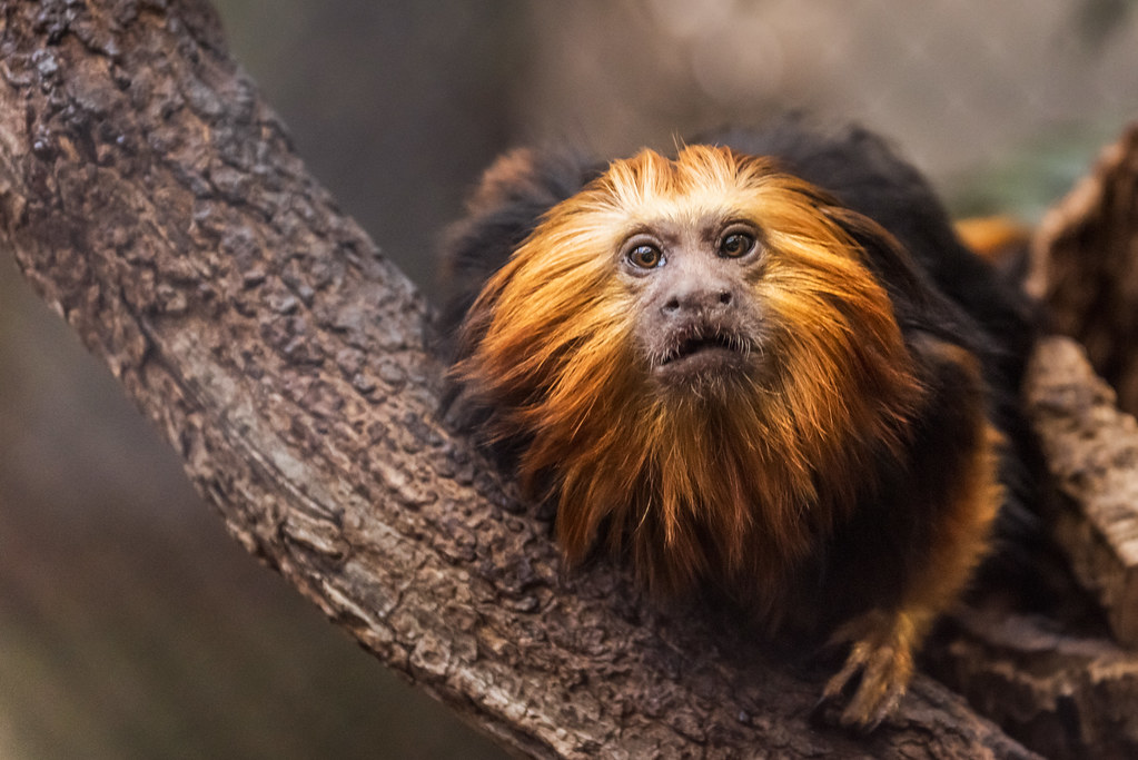 Species extinction is becoming extinct