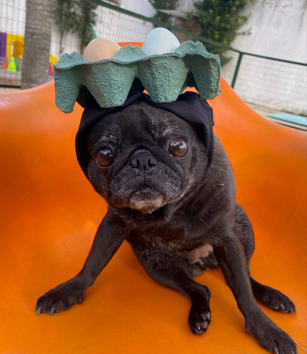 Company promotes 'Crazy Hair Day' and encourages owners and pets with creative hairstyles