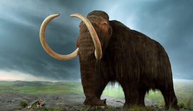 Ineplicable: Mammoth DNA sequencing changes vision on evolution