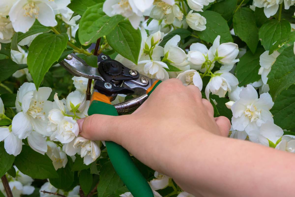 Pruning dl jasmine