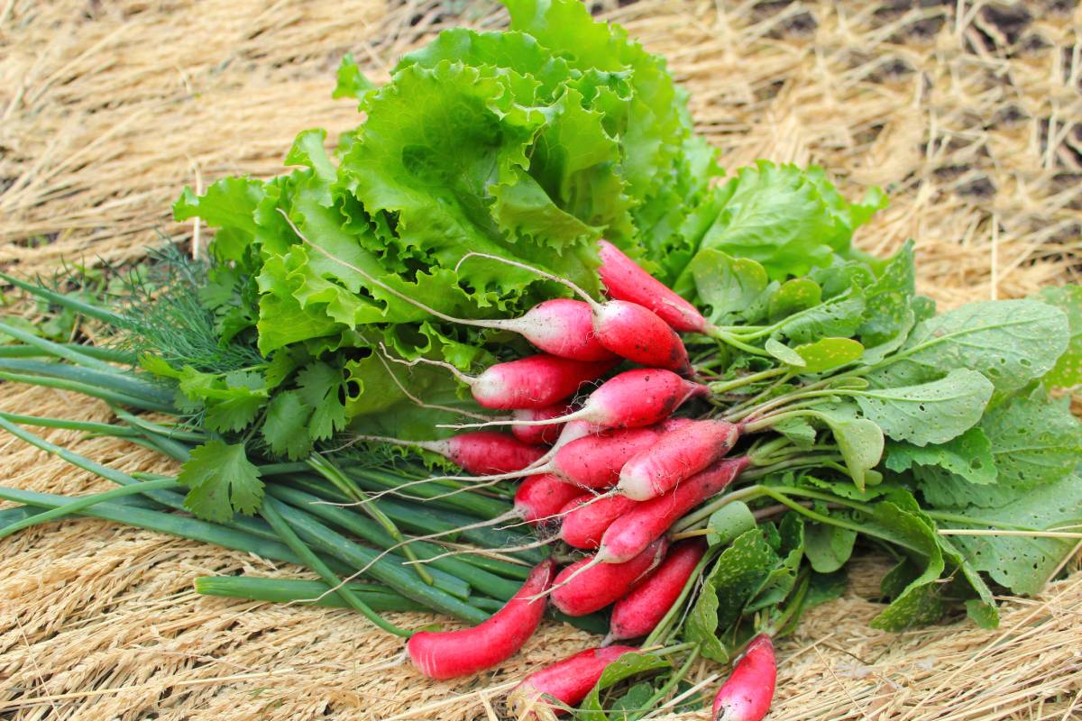 Radishes and lettuces