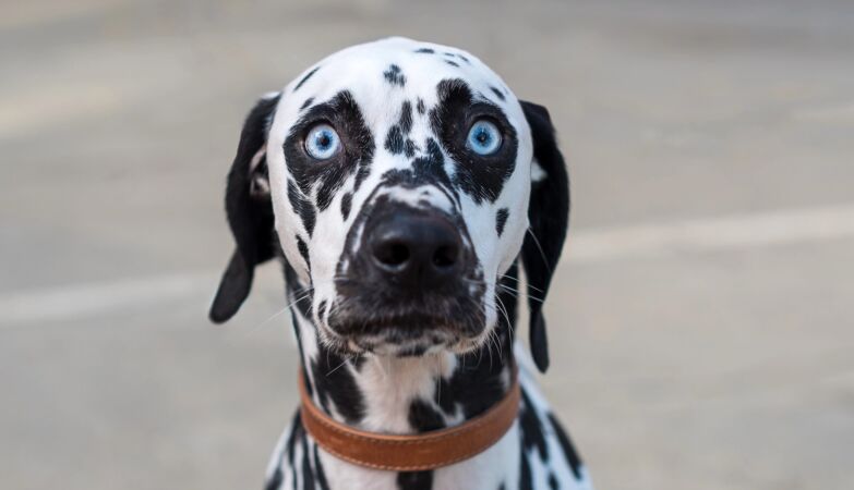 Can dogs detect ghosts?