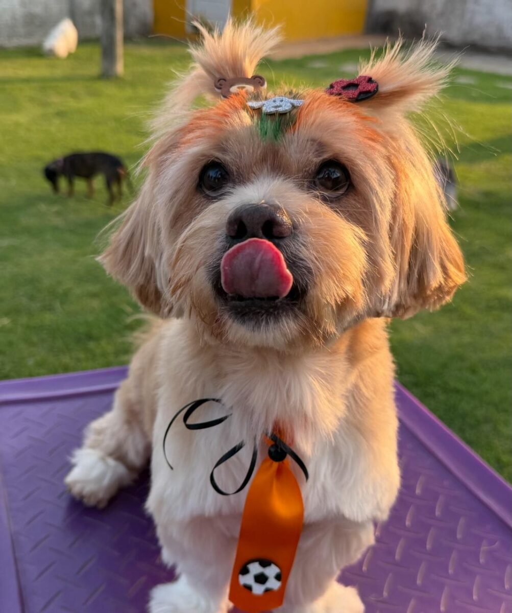 Company promotes 'Crazy Hair Day' and encourages owners and pets with creative hairstyles