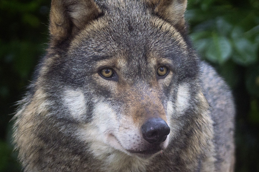“Big bad wolf” is a myth. Wolves deeply fear a much worse superpredator