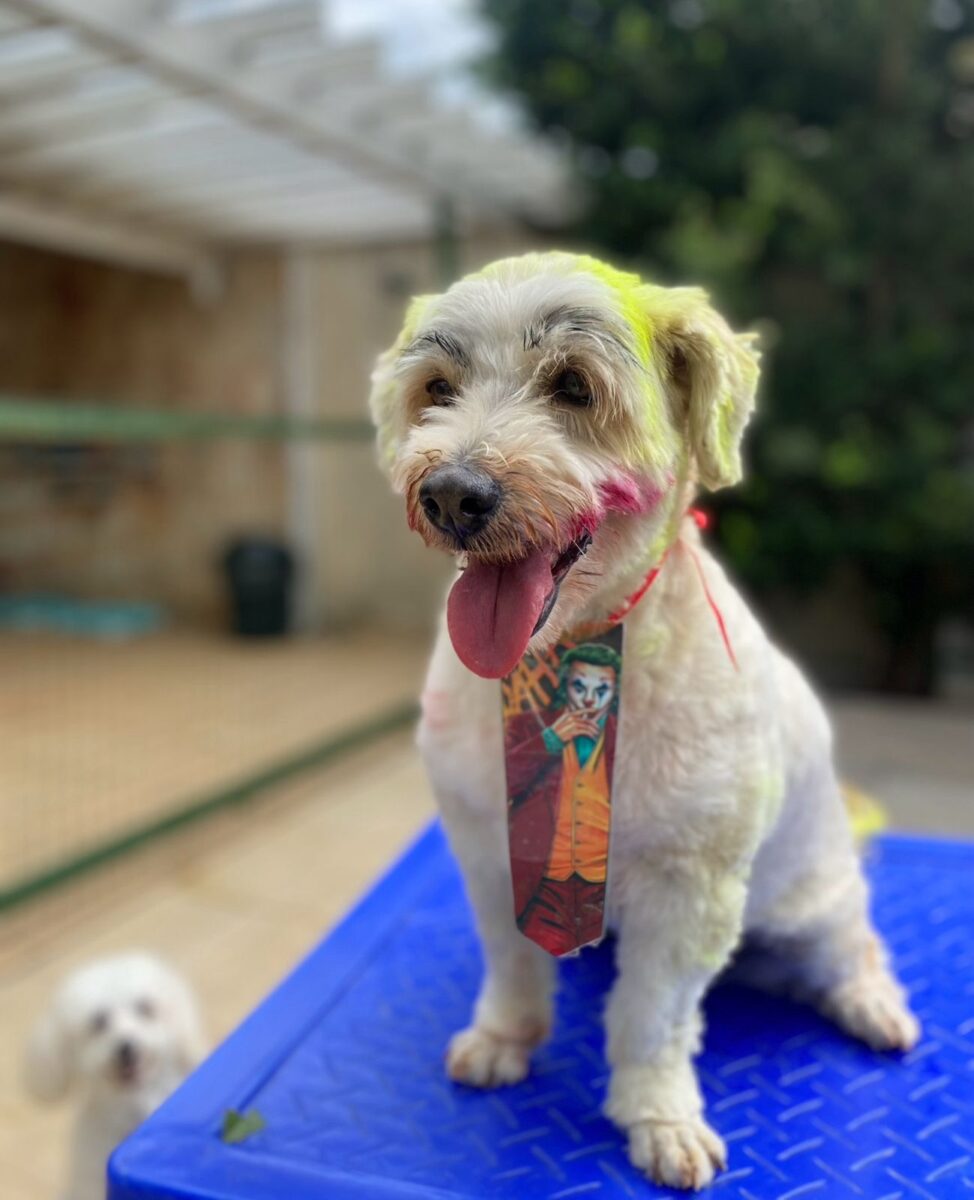 Company promotes 'Crazy Hair Day' and encourages owners and pets with creative hairstyles
