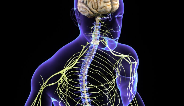 12 million euro project launches to decode the body’s “hidden sixth sense”