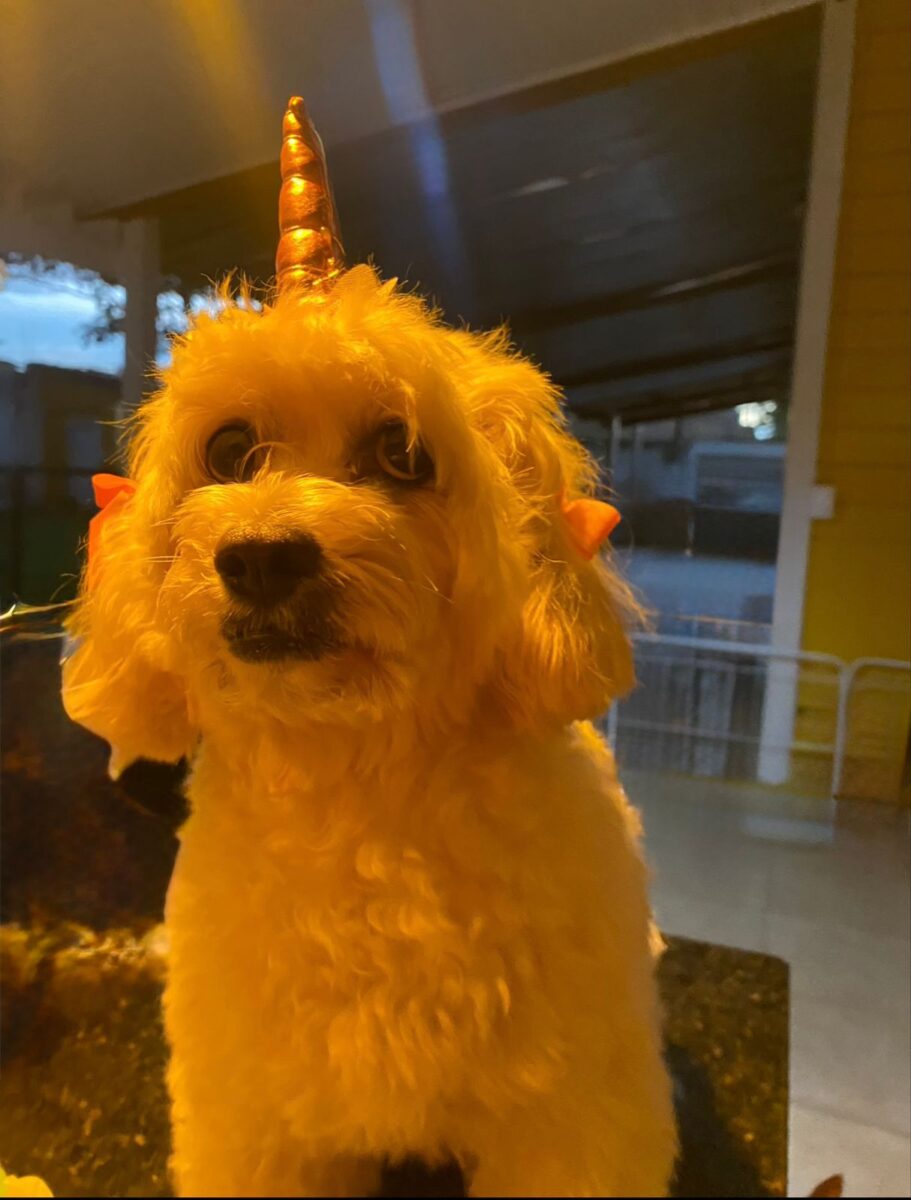 Company promotes 'Crazy Hair Day' and encourages owners and pets with creative hairstyles